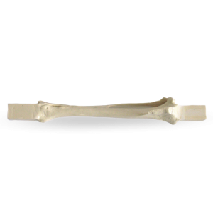 TÍBIA DIREITA ESPONJOSA COM BLOCO - CÃO PEQUENO PORTE - cód. AV210 ESP-BA