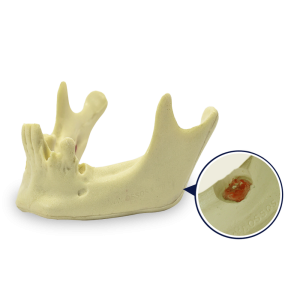 MANDÍBULA COM 3º MOLAR INCLUSO - cód. 4401-02