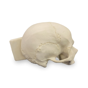 CRÂNIO COM CORTE LONGITUDINAL - cód. 9008