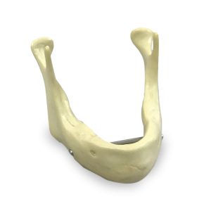 MANDÍBULA EDENTULA COM BARRA PARA SUPORTE - cód. 4010B