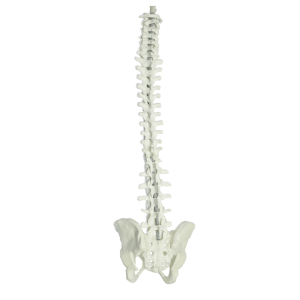 COLUNA COM BACIA - cód. 5009