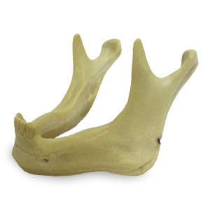 MANDÍBULA COM INCISIVOS E CANINOS E NERVOS - cód. 4008N