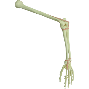 MEMBRO SUPERIOR COM MOVIMENTO DE SUPINAÇÃO E PRONAÇÃO - ESQUERDO - cód. 1017