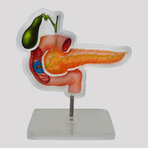 DISPLAY DEMONSTRATIVO PANCREAS CÃO