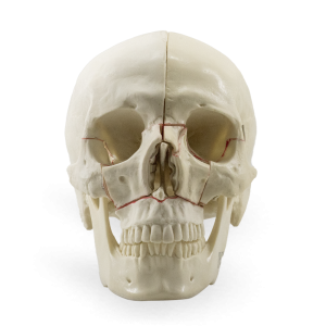 CRÂNIO COM CORTES DE BUCOMAXILO - cód. 10559