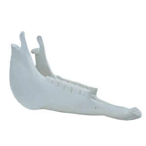 MANDÍBULA - EQUINO - cód. 15621