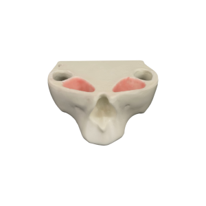 MAXILA EDÊNTULA - cód. 4017