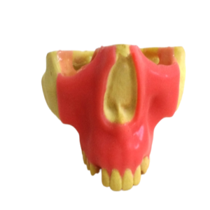 MAXILA COM CANINO + 3º MOLAR INCLUSOS COM GENGIVA - cód. 4402-01GT