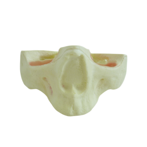 MAXILA EDÊNTULA - cód. 4017T 