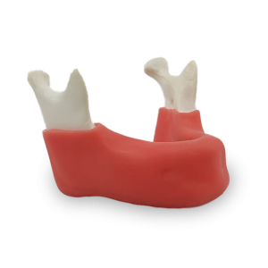 MANDÍBULA EDÊNTULA COM GENGIVA TRUE - cód 4010 GT