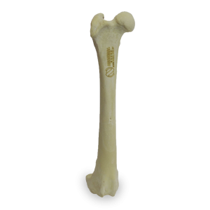 FÊMUR DIREITO - CÃO GRANDE PORTE - cód. AV200 D