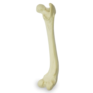 FÊMUR DIREITO COM DEFORMIDADE DISTAL VARO - CÃO GRANDE PORTE - cód. AV204 D