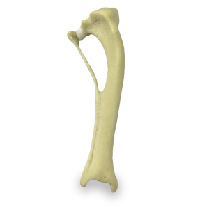TÍBIA DIREITA COM DEFORMIDADE VALGO - CÃO PEQUENO PORTE - cód. AV210 PDP-VL