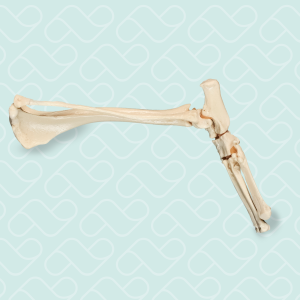 TORNOZELO  ESQUERDO - CÃO PEQUENO PORTE - cód. AV265P