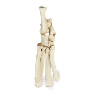 TARSO ESQUERDO - CÃO PEQUENO PORTE - cód. AV270 P