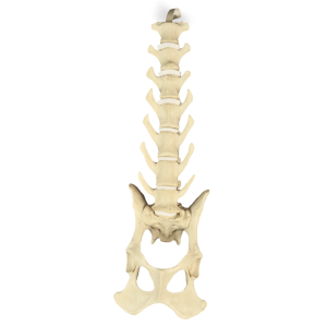 COLUNA LOMBAR + BACIA - CÃO GRANDE PORTE - cód. AV413