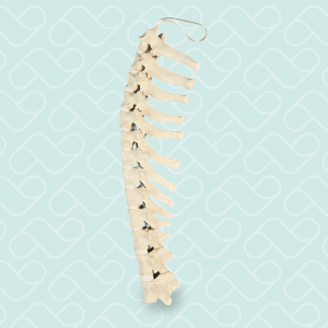 COLUNA TORÁCICA - CÃO GRANDE PORTE - cód. AV414 