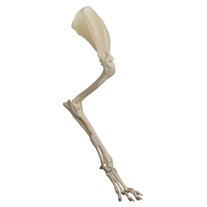 MEMBRO ANTERIOR DIREITO COMPLETO - CÃO GRANDE PORTE - cód. AV725