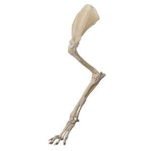 MEMBRO ANTERIOR ESQUERDO COMPLETO - CÃO GRANDE PORTE - cód. AV761