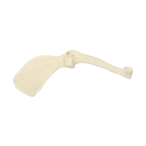 OMBRO ESQUERDO COM CANAL MEDULAR E ESPONJOSO - CÃO GRANDE PORTE - cód. AV770ESP