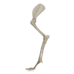 MEMBRO ANTERIOR ESQUERDO COMPLETO COM CANAL MEDULAR E ESPONJOSO - CÃO GRANDE PORTE - cód. AV775ESP